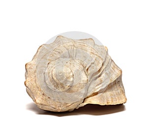 seashell on the background photo